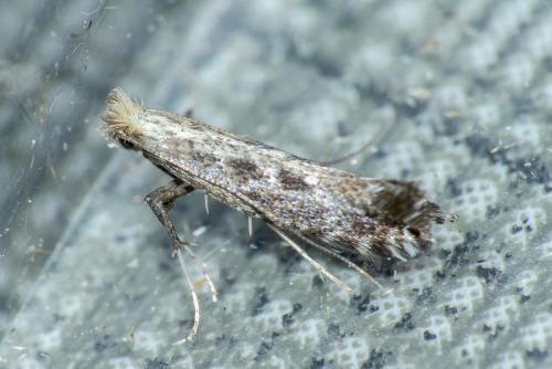 Réf. 229 333 : Parornix sp.